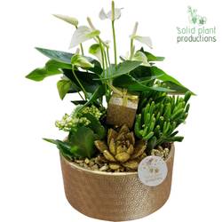 Anth.Arr AE004 Go Weihnachten T22 H042