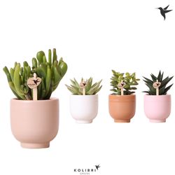 Succ.mix Im glazed Topf T06 H14