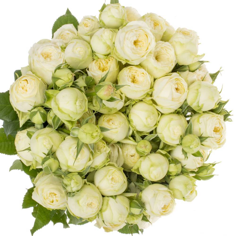 Rose verzweigt creme Ayala x5 5+Blüte 70cm