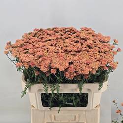 Achillea lachs Annemieke 70cm