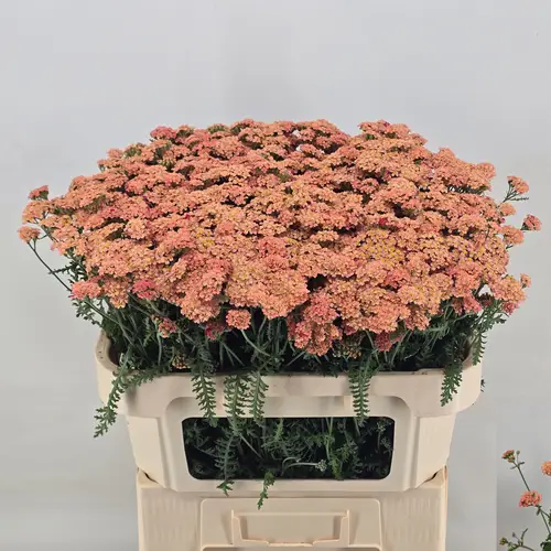 Achillea lachs Annemieke 70cm