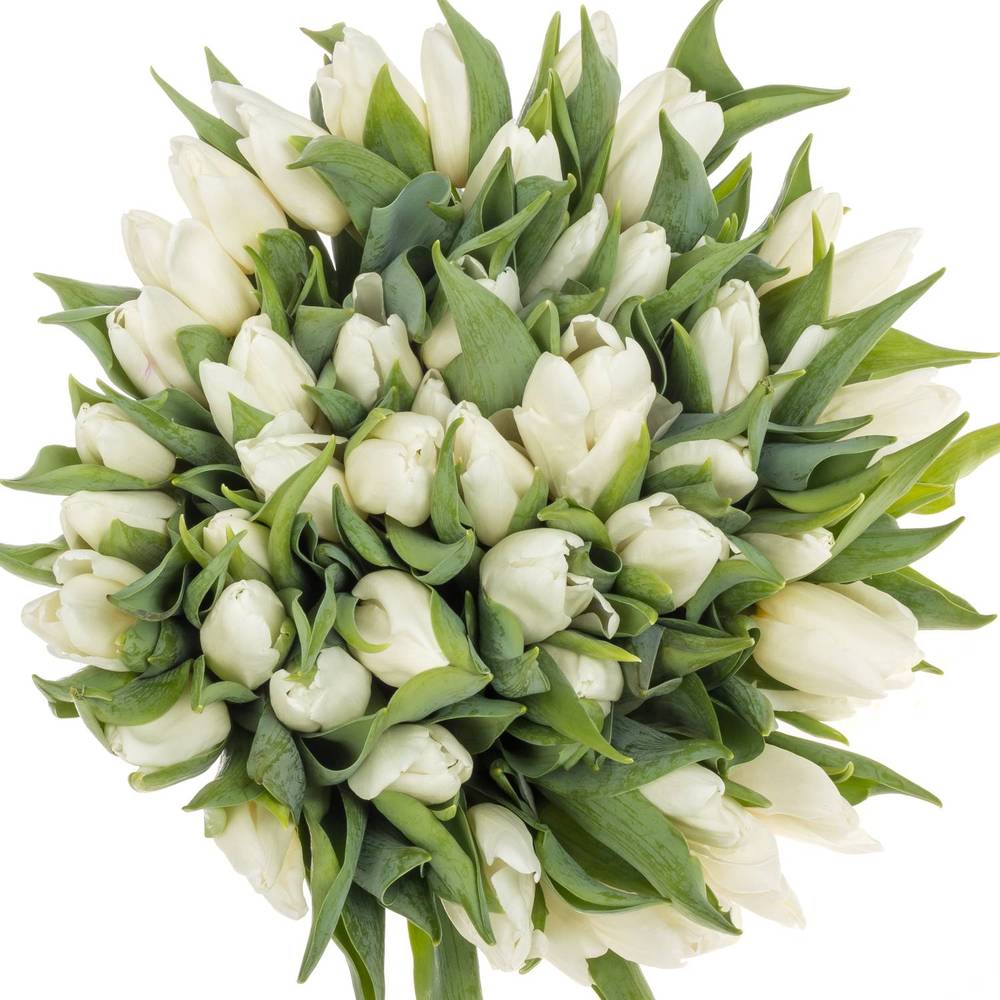 Tulpe weiss Prince 32 Grammm