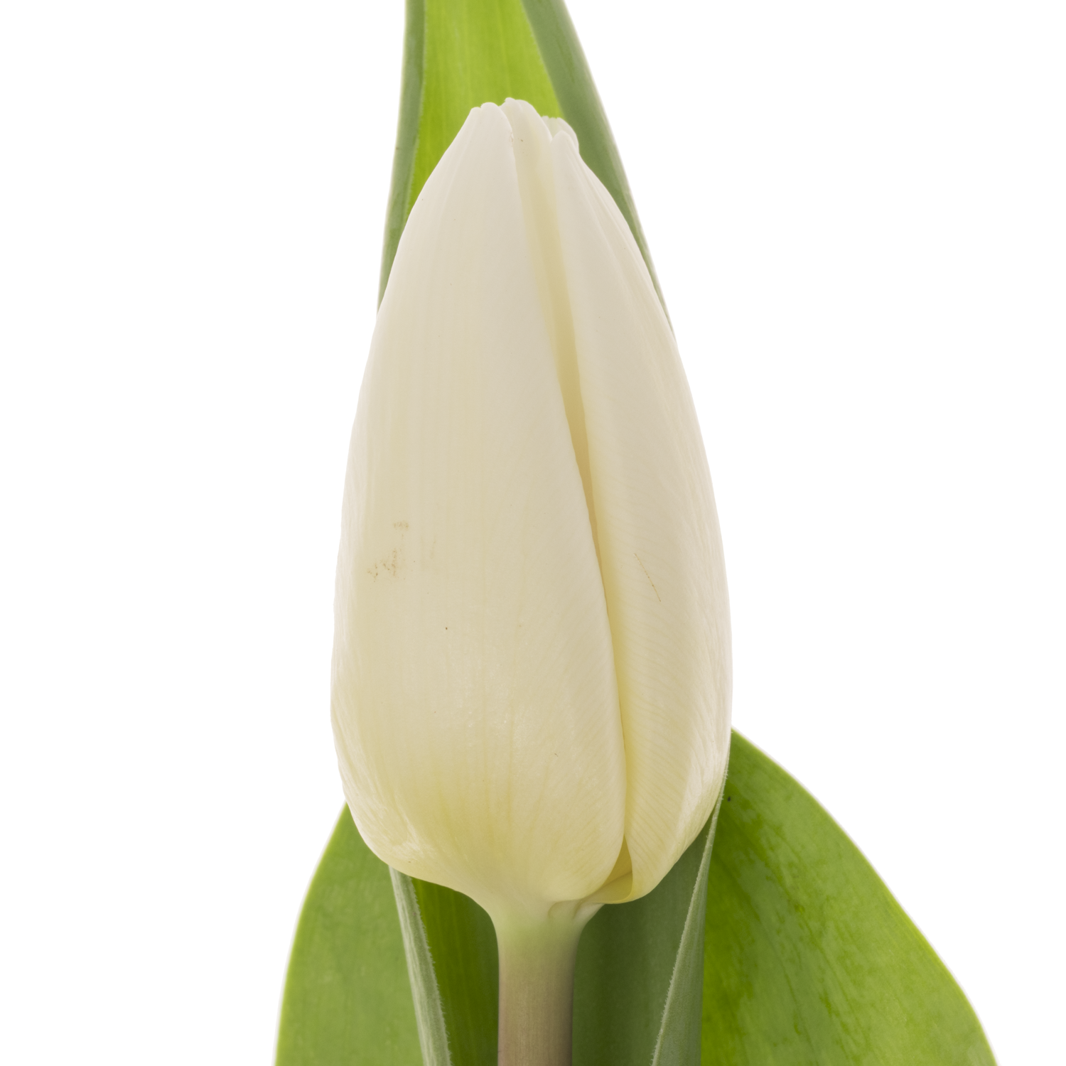 Tulpe weiss Prince 32 Grammm