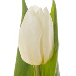 Tulpe weiss Prince 32 Grammm