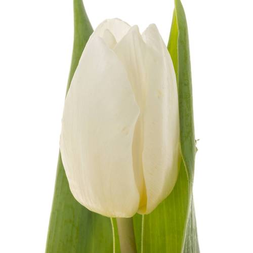 Tulpe weiss Prince 32 Grammm