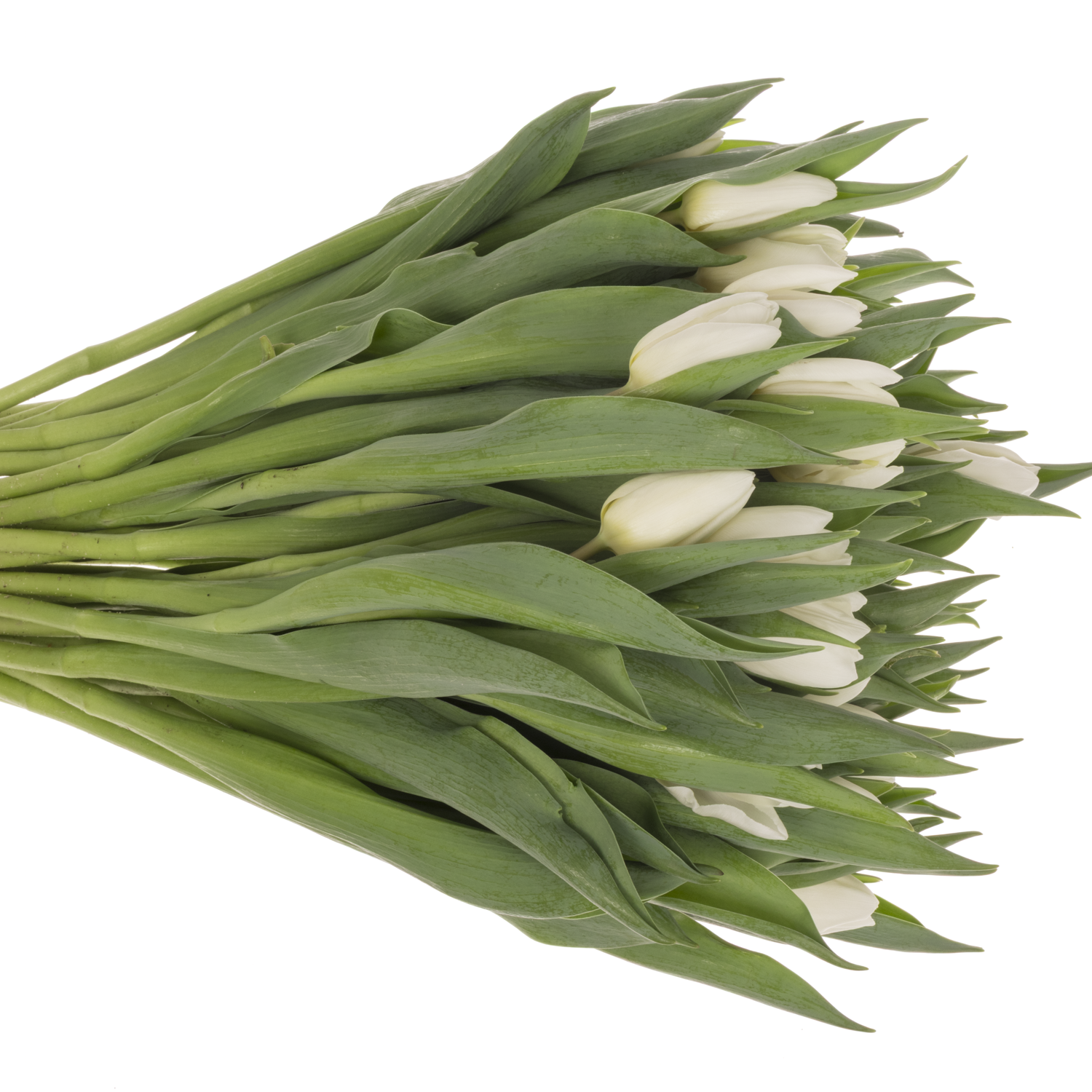 Tulpe weiss Prince 32 Grammm