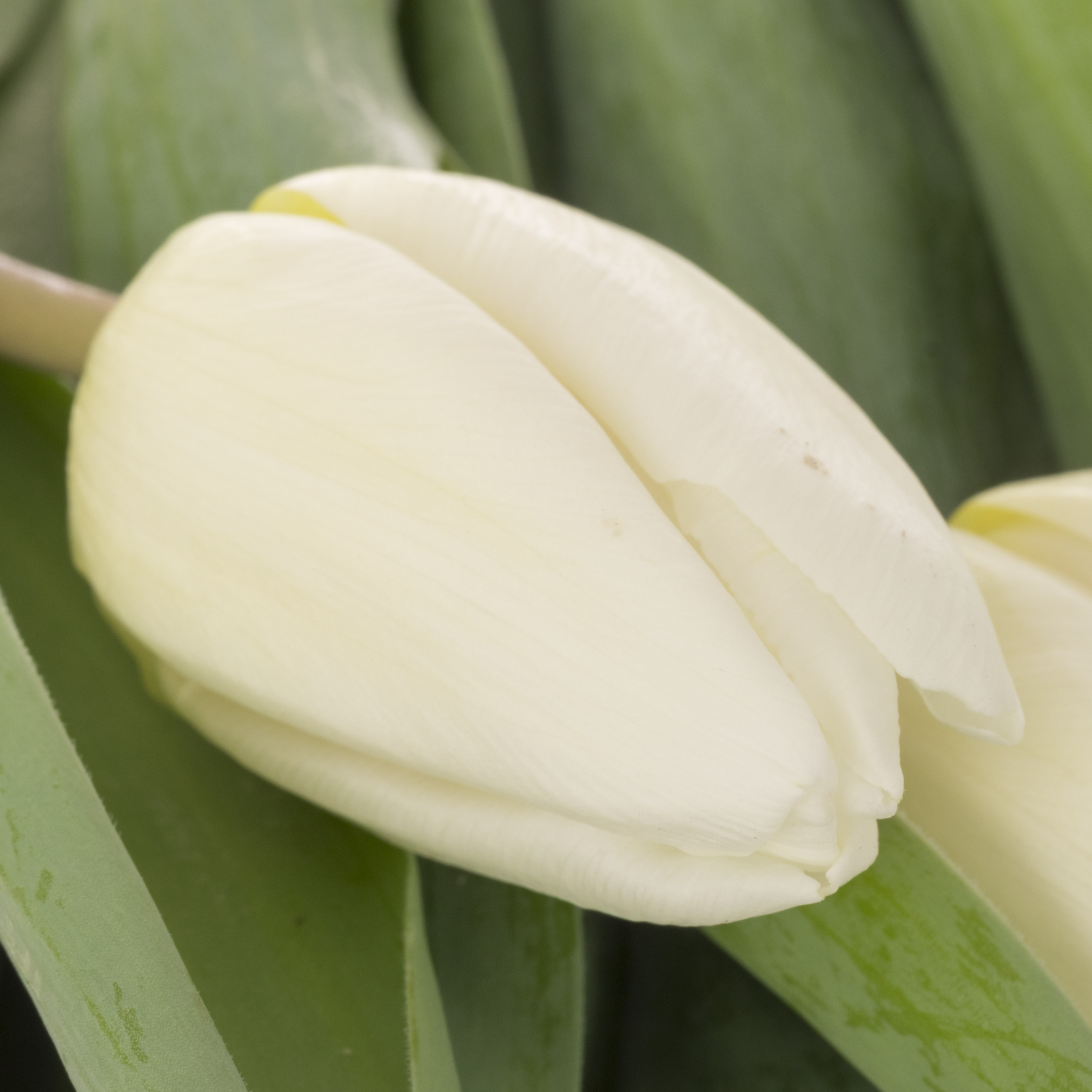 Tulpe weiss Prince 32 Grammm