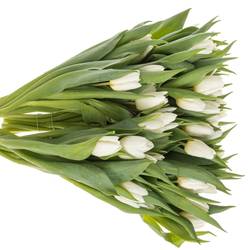 Tulpe weiss Prince 32 Grammm