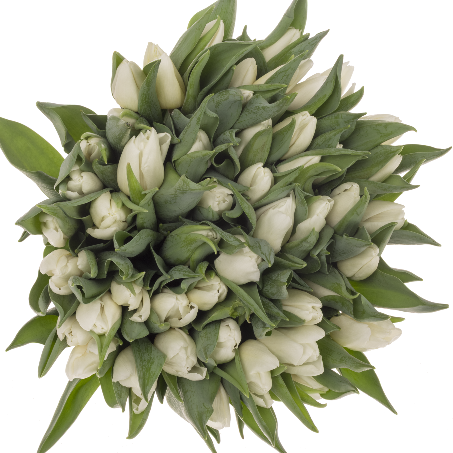 Tulpe weiss Prince 32 Grammm