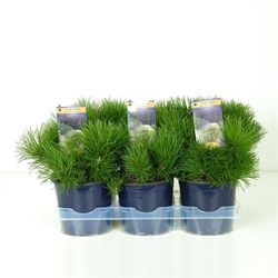 Pinus Mugo Mughus 15 H20
