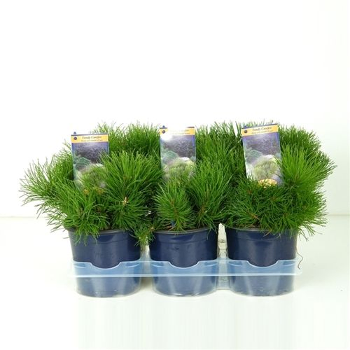 Pinus Mugo Mughus 15 H20