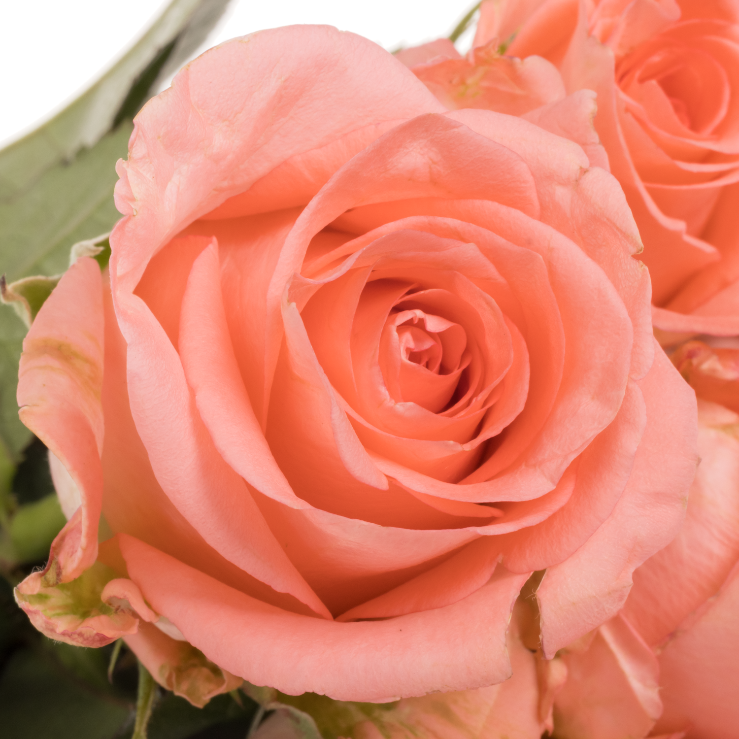 Rose lachs Unicorn 40cm