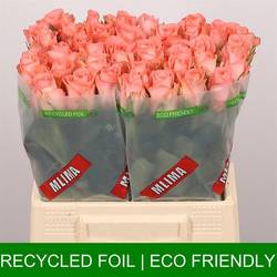 Rose lachs Unicorn 40cm