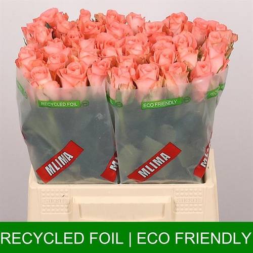 Rose lachs Unicorn 40cm