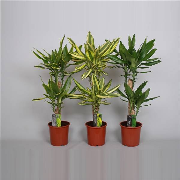 Dracaena 2er mix 3Sorten T17 H080 (Drachenbaum) | Heyl - Blumengrohandel /  Floristikgrohandel
