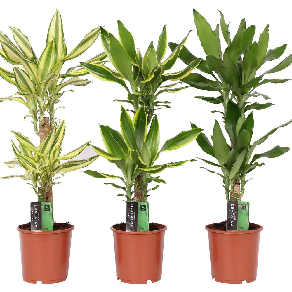 Dracaena 2er mix 3Sorten T17 H080