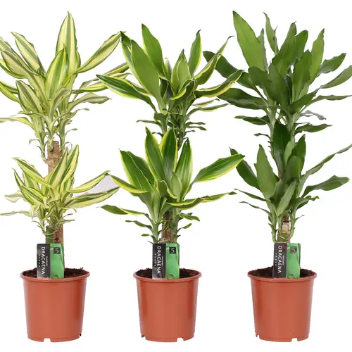 Dracaena 2er mix 3Sorten T17 H080
