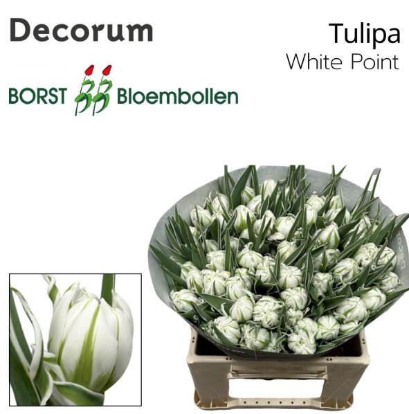 Tulpe weiss doppel point 32 Gramm