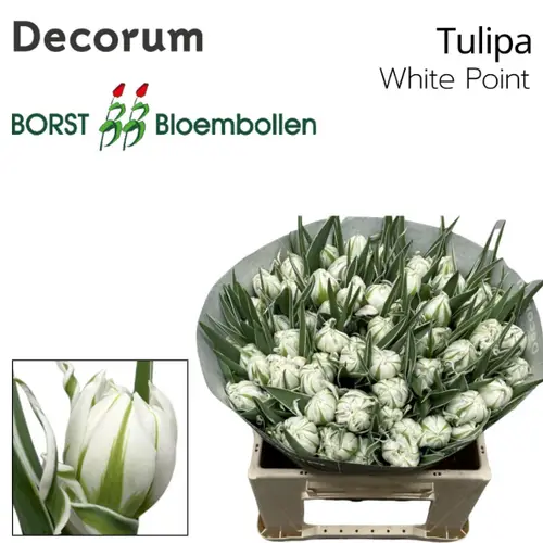 Tulpe weiss doppel point 32 Gramm