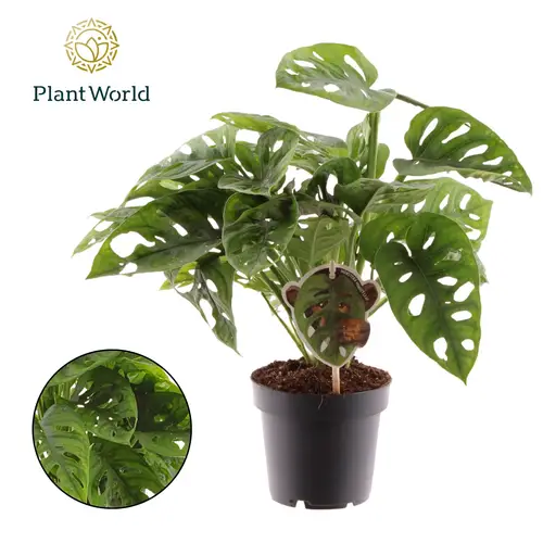 Monstera Adans Obliqua Leaf T12 H25