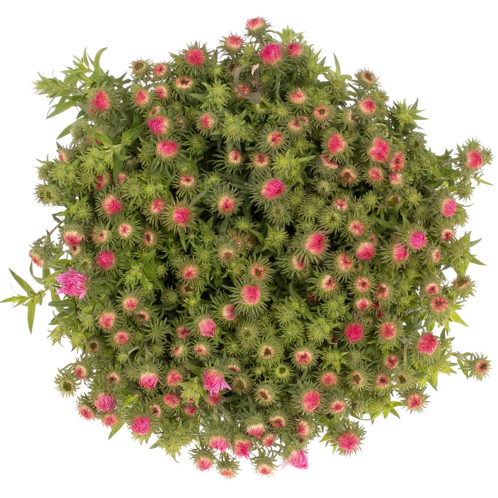 Aster Novi Belgi rosa Bündel 40cm