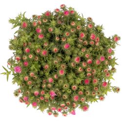 Aster Novi Belgi rosa Bündel 40cm
