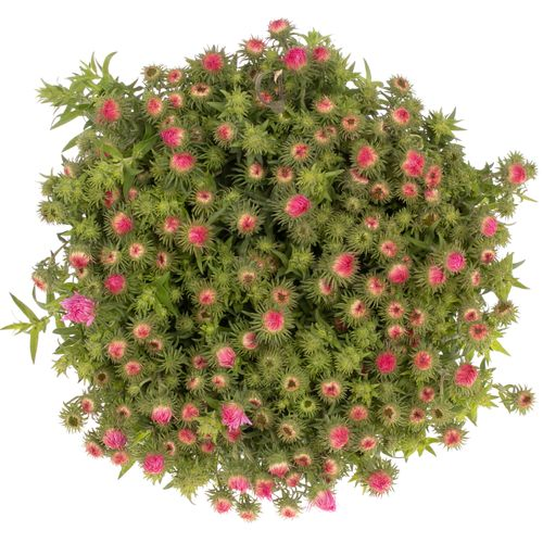Aster Novi Belgi rosa Bündel 40cm