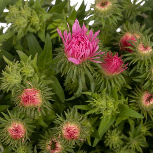 Aster Novi Belgi rosa Bündel 40cm