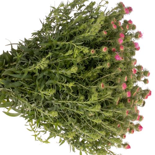 Aster Novi Belgi rosa Bündel 40cm