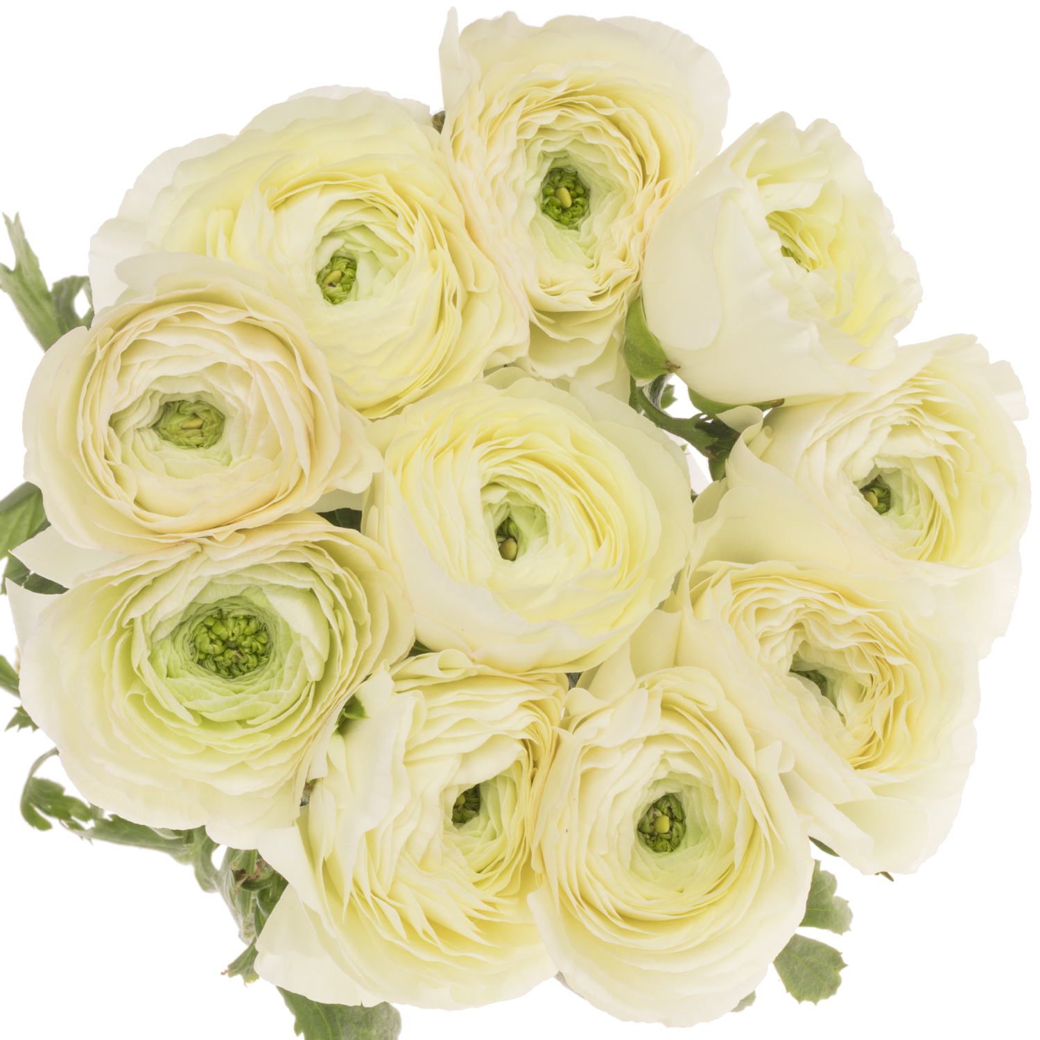 Ranunkel hell gelb Cloni Vanilla Cream 40cm x 30