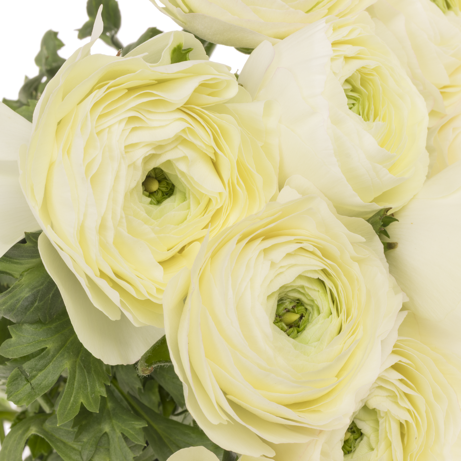 Ranunkel hell gelb Cloni Vanilla Cream 40cm x 30