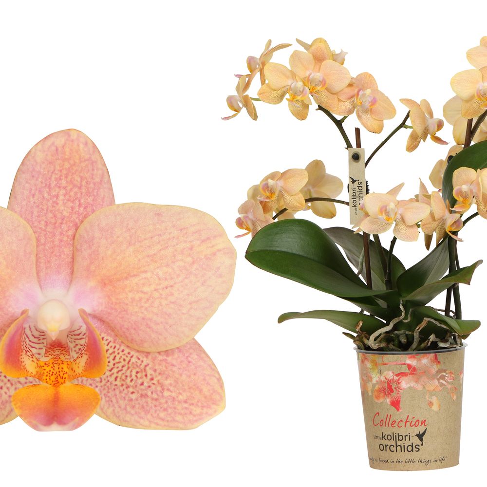 Phal.2-R lachsrosa Chad Kolibri T09 H40