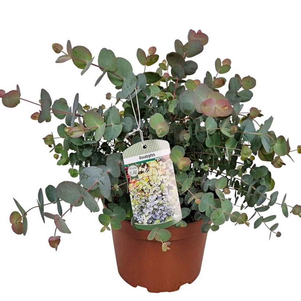 Eucalyptus Silver Dollar T19 H045