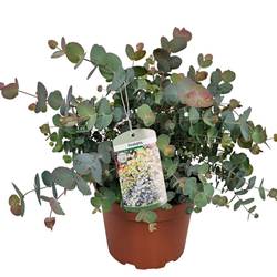 Eucalyptus Silver Dollar T19 H045