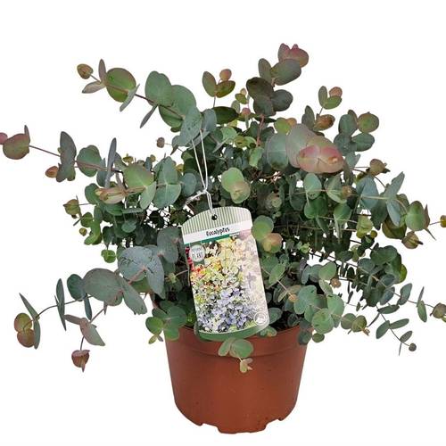 Eucalyptus Silver Dollar T19 H045
