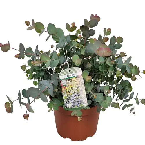 Eucalyptus Silver Dollar T19 H045
