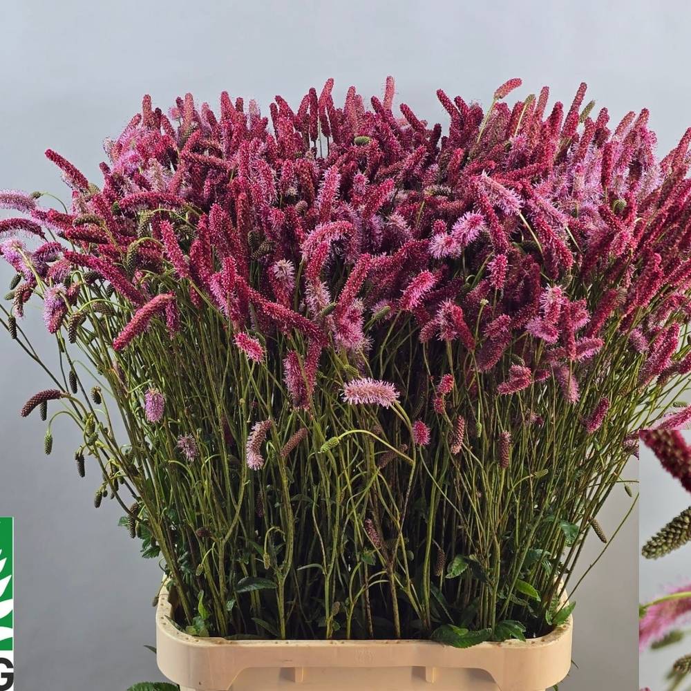 Sanguisorba rosa Blackthorn 100cm