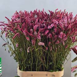 Sanguisorba rosa Blackthorn 100cm