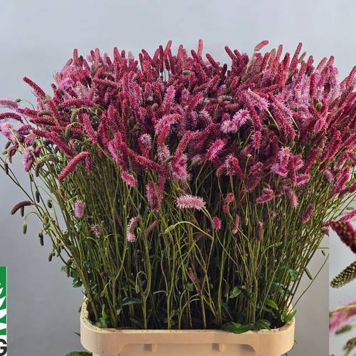 Sanguisorba rosa Blackthorn 100cm