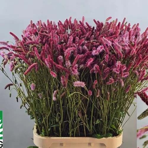 Sanguisorba rosa Blackthorn 100cm