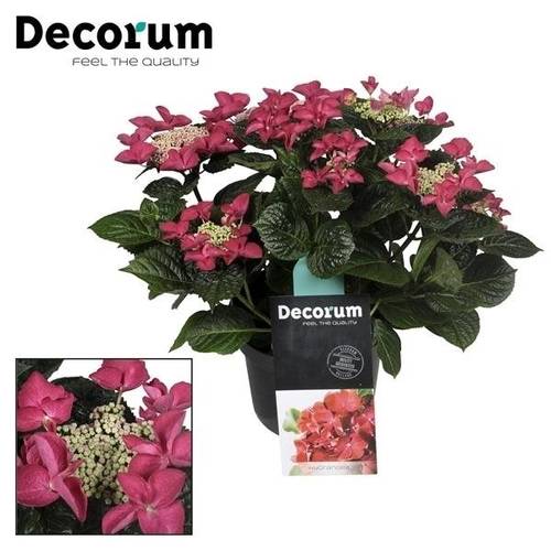 Hortensie lila Teller Red Bull 7+Blüte H045