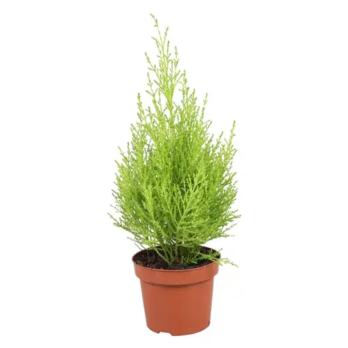 Cupressus Wilma T12 H035