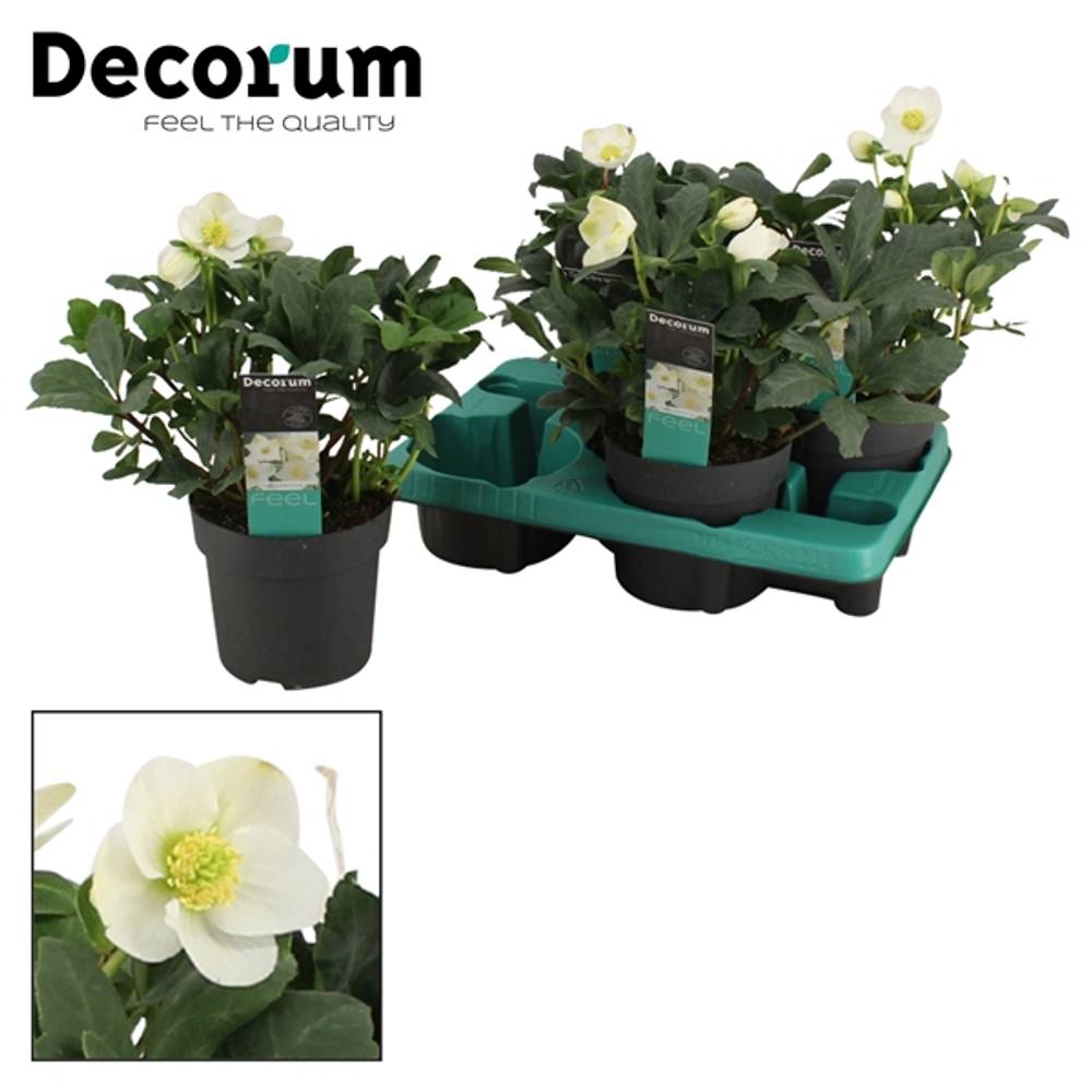 Helleborus Mont Blanc weiss T15 H030