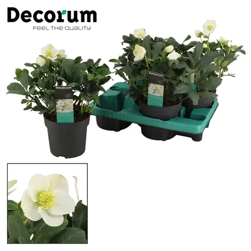 Helleborus Mont Blanc weiss T15 H030