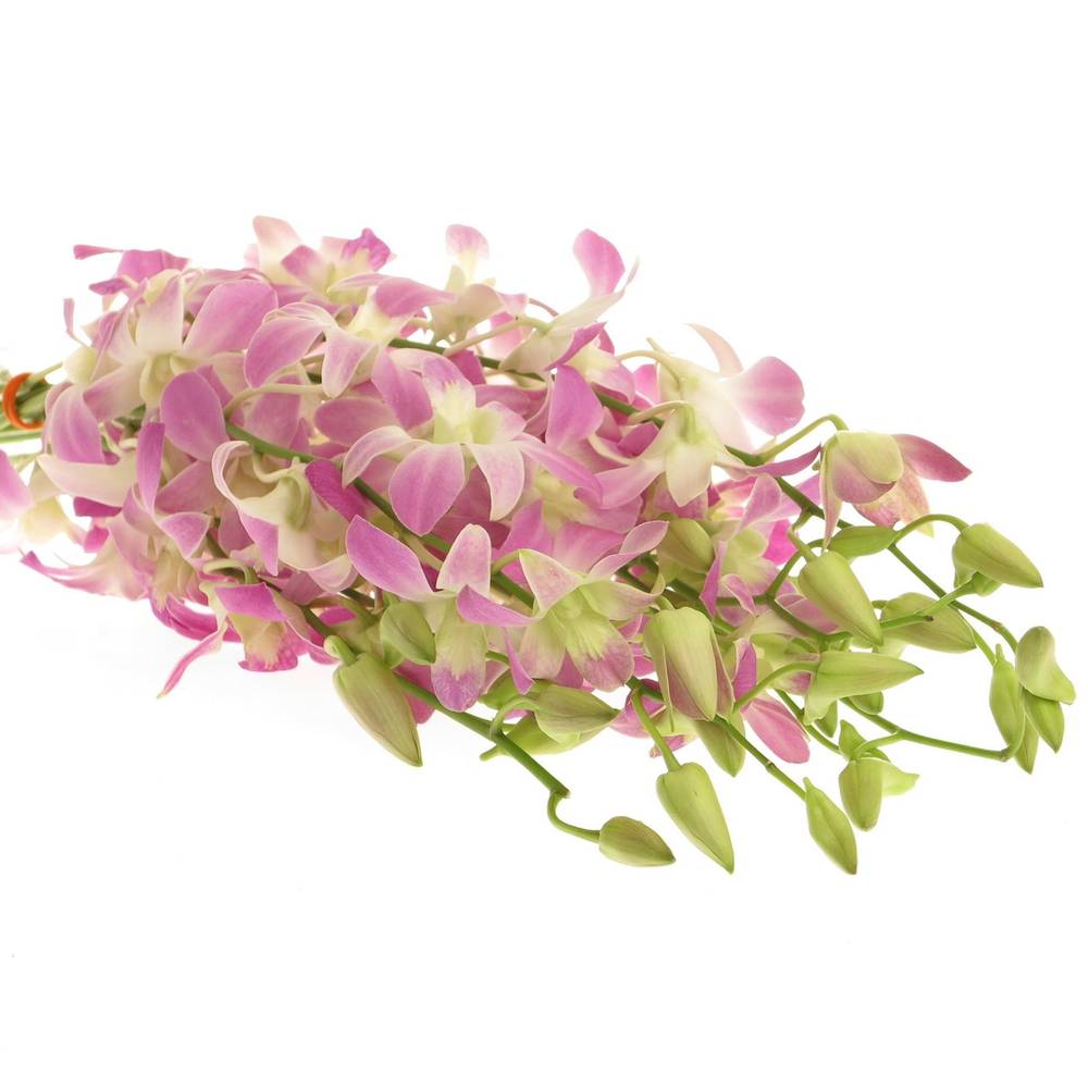 Dendrobium rosa Lucy 40cm