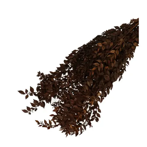 Trocken Ruscus braun L65cm 110gr