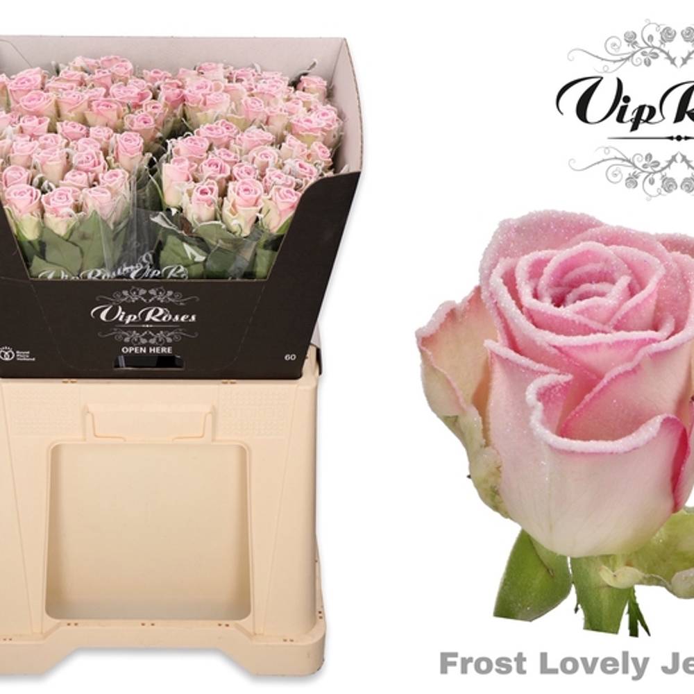 Rose creme/rosa Frost Lovely Jewel 60cm