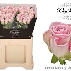 Rose creme/rosa Frost Lovely Jewel 60cm