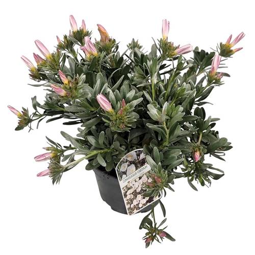 Convolvulus weiss Cneo. Busch T17 H030