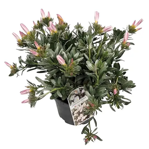 Convolvulus weiss Cneo. Busch T17 H030